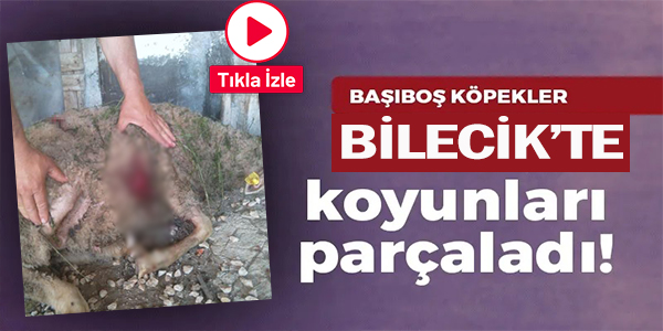 BAŞIBOŞ KÖPEKLER 9 KÜÇÜKBAŞ HAYVANI PARÇALADI