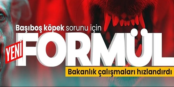 SOKAK HAYVANLARI İÇİN YENİ FORMÜL