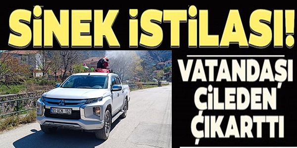 SİNEK İSTİLASI!