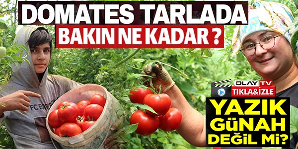 DOMATES TARLADA BAKIN NE KADAR?