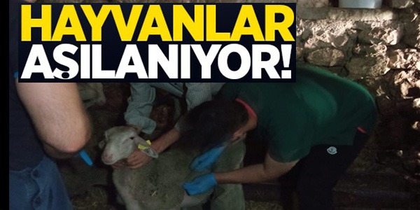 HAYVANLAR AŞILANIYOR