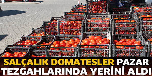 SALÇALIK DOMATESLER PAZAR TEZGAHLARINDA YERİNİ ALDI