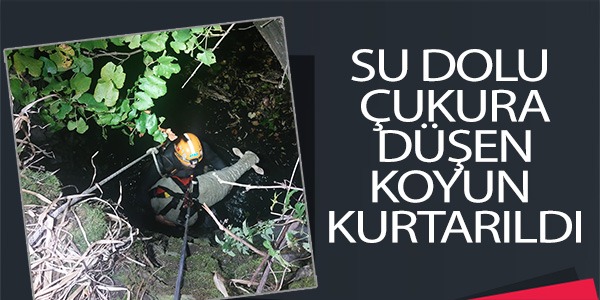 SU DOLU ÇUKURA DÜŞEN KOYUN KURTARILDI