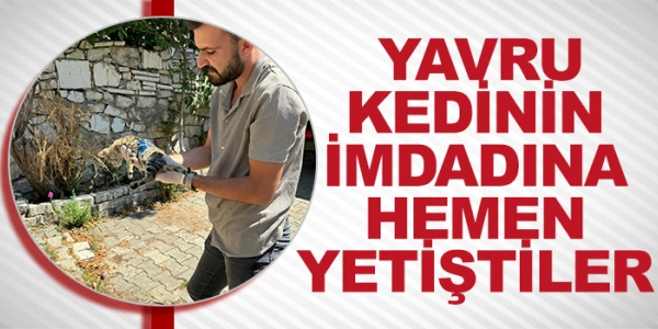 YAVRU KEDİNİN İMDADINA HEMEN YETİŞTİLER