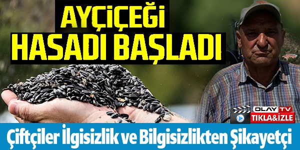 AY ÇİÇEĞİ HASADI BAŞLADI