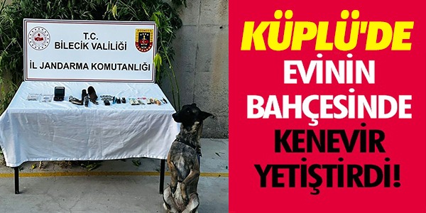 KÜPLÜ'DE EVİNİN BAHÇESİNDE KENEVİR YETİŞTİRDİ