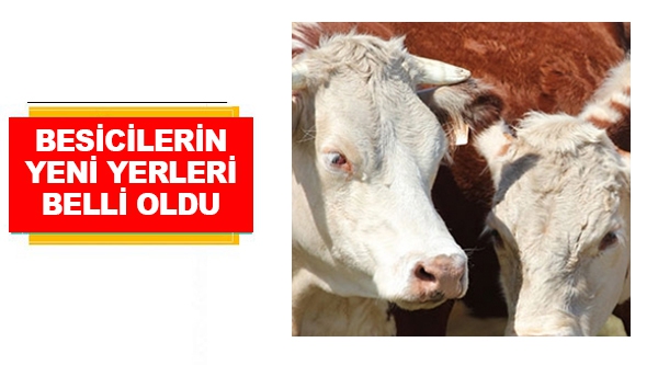 BESİCİLERİN YENİ YERLERİ BELLİ OLDU