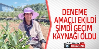 DENEME AMAÇLI EKİLDİ GEÇİM KAYNAĞI OLDU