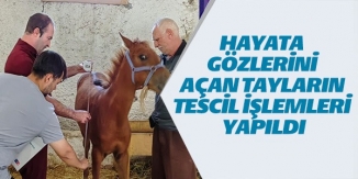 HAYATA GÖZLERİNİ AÇAN TAYLARIN TESCİL İŞLEMLERİ YAPILDI