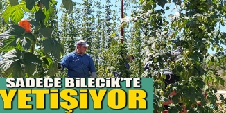 SADECE BİLECİK'TE YETİŞİYOR